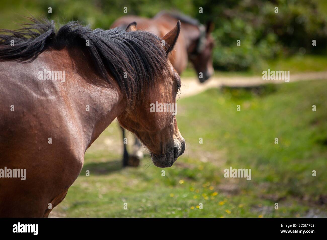 Nuovo pony foresta in piedi in campo. Foresta Inghilterra Estate Sole Animanls. Foto Stock