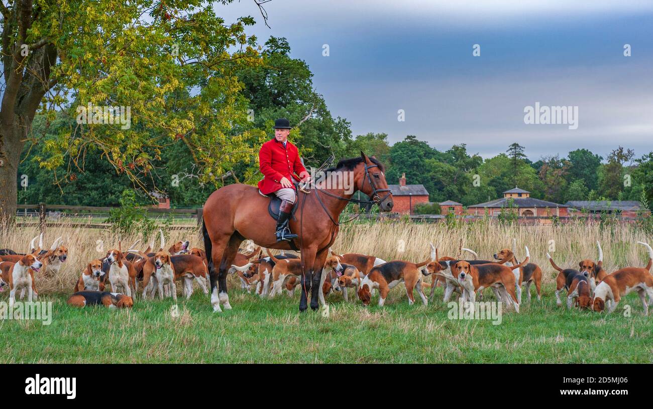 Belvoir, Grantham, Lincolnshire - Belvoir Hounds, in attesa per l'esercizio del hound del mattino con il cacciatore John Holliday, i canili di caccia in background Foto Stock