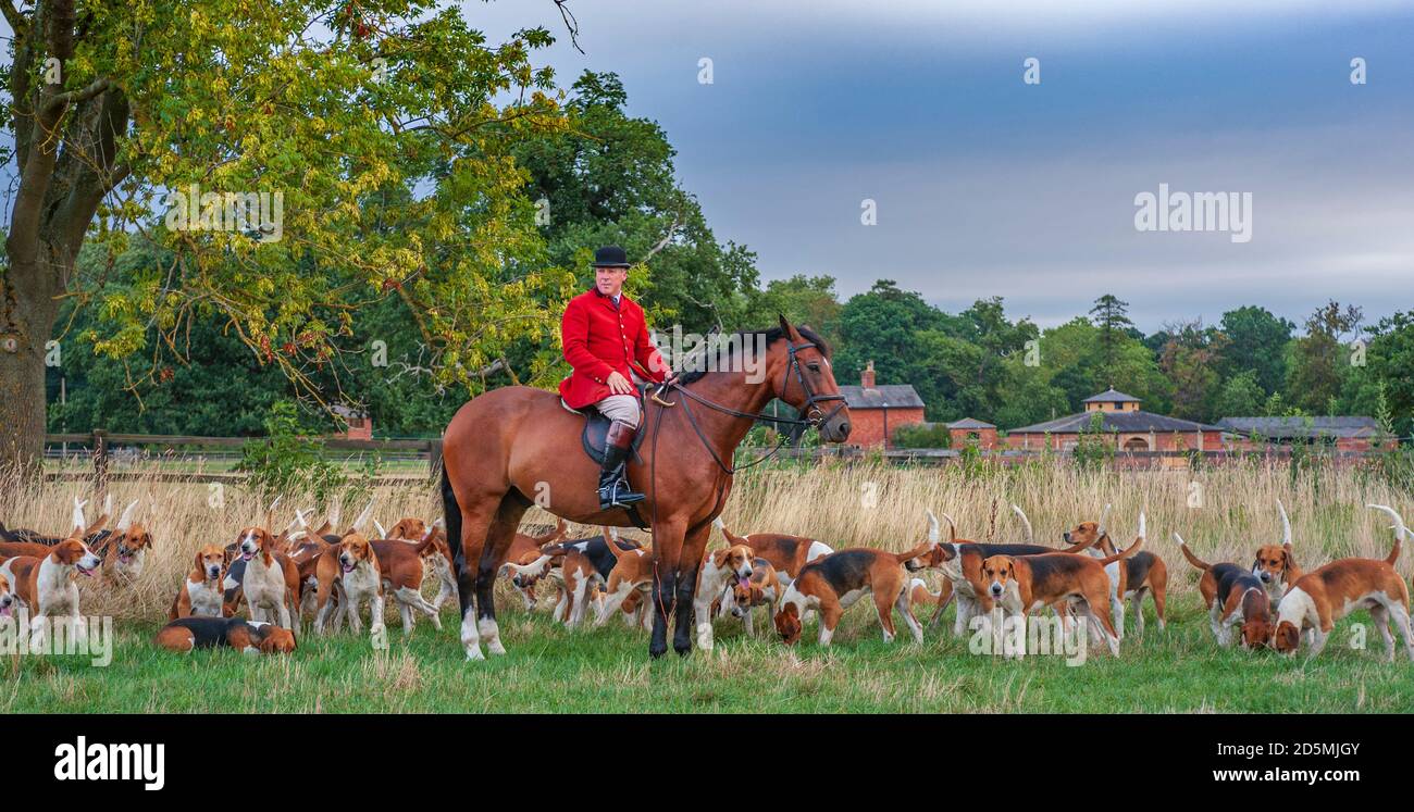 Belvoir, Grantham, Lincolnshire - Belvoir Hounds, in attesa per l'esercizio del hound del mattino con il cacciatore John Holliday, i canili di caccia in background Foto Stock