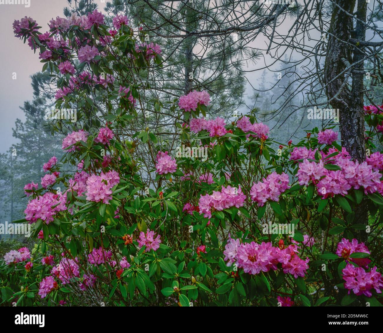 Rhodendron Bloom, Smith River National Recreation Area, Six Rivers National Forest, del Norte County, California Foto Stock