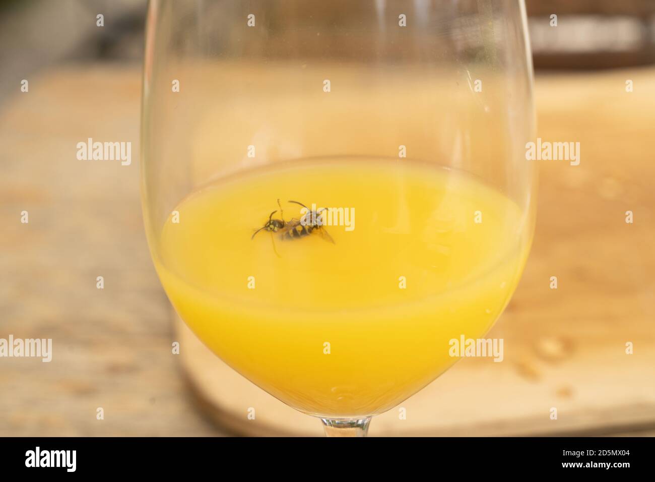 Due vespe annegate in un bicchiere di succo d'arancia Foto Stock