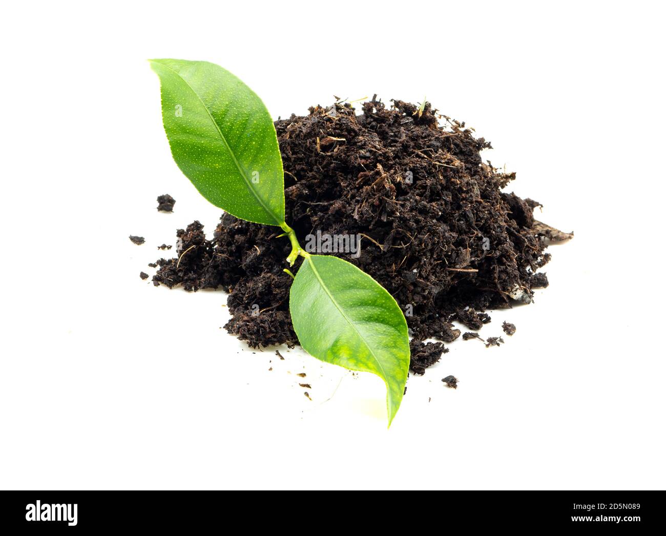 foglia verde con tumulo di terra isolato Foto Stock