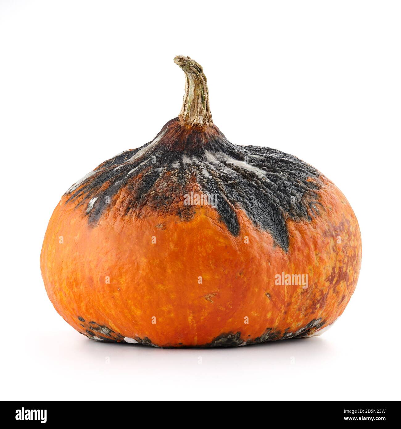 Zucca marcio di hokkaido isolata su sfondo bianco Foto Stock