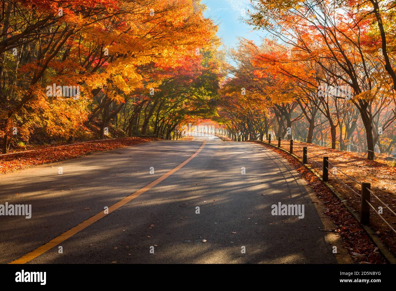Paesaggio autunnale. Colorato tunnel di acero e strada. Naejangsan National Park, Corea del Sud. Foto Stock