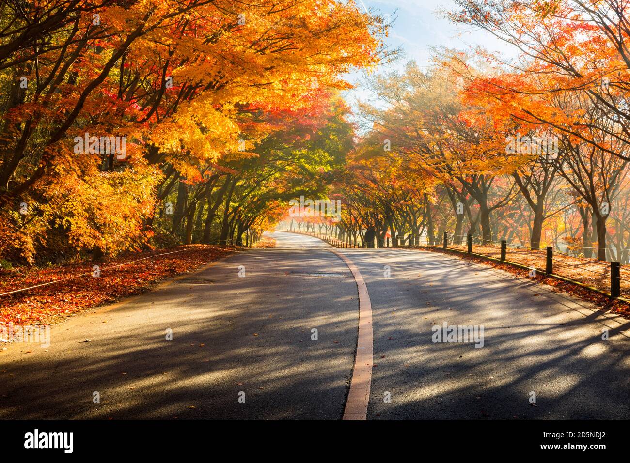 Paesaggio autunnale. Colorato tunnel di acero e strada. Naejangsan National Park, Corea del Sud. Foto Stock
