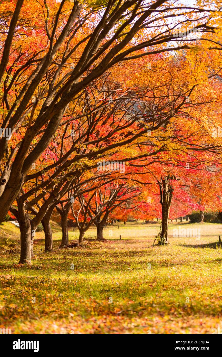 Paesaggio autunnale. Parco con alberi d'acero colorati. Naejangsan National Park, Corea del Sud. Foto Stock