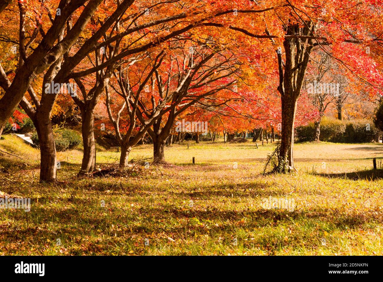 Paesaggio autunnale. Parco con alberi d'acero colorati. Naejangsan National Park, Corea del Sud. Foto Stock