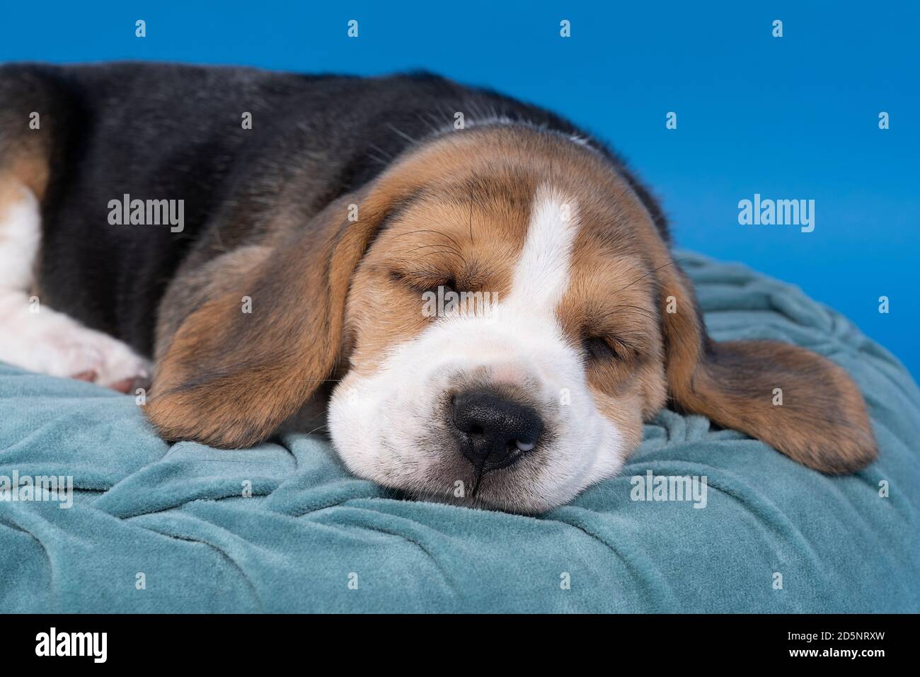 Un ritratto di un cucino di beagle che giace su un cuscino blu addormentato su sfondo blu Foto Stock