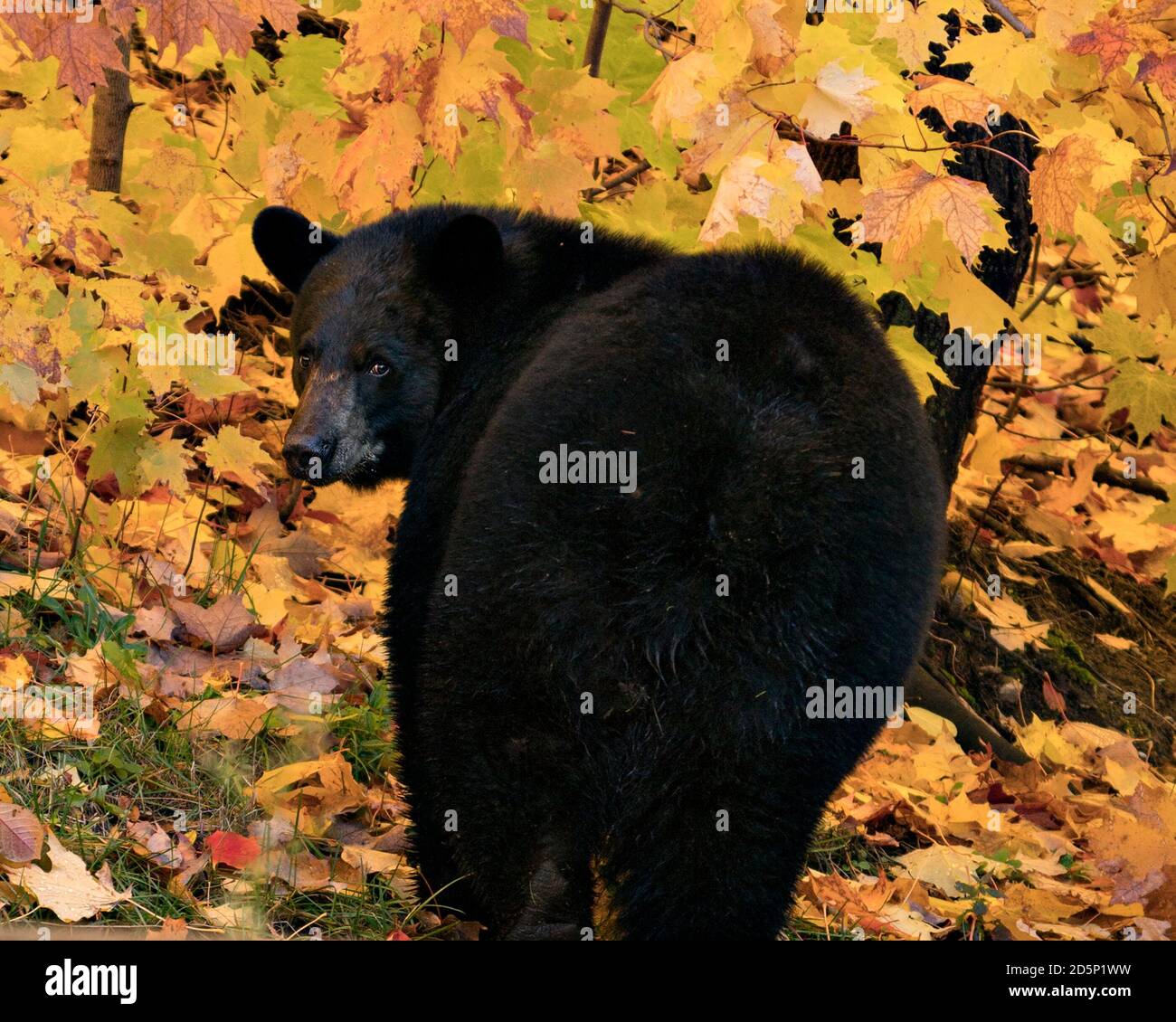Black Bear primo piano profilo vista guardando la fotocamera nella stagione autunnale con foglie d'acero sfondo nel suo ambiente e habitat. Immagine dell'orso. Foto Stock