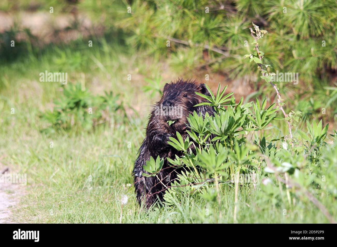 Vista in primo piano della testa di Beaver che si nasconde dietro il fogliame e foglie che mostrano pelliccia marrone, testa, pelliccia umida nel suo habitat e ambiente. Immagine Beaver. Foto Stock