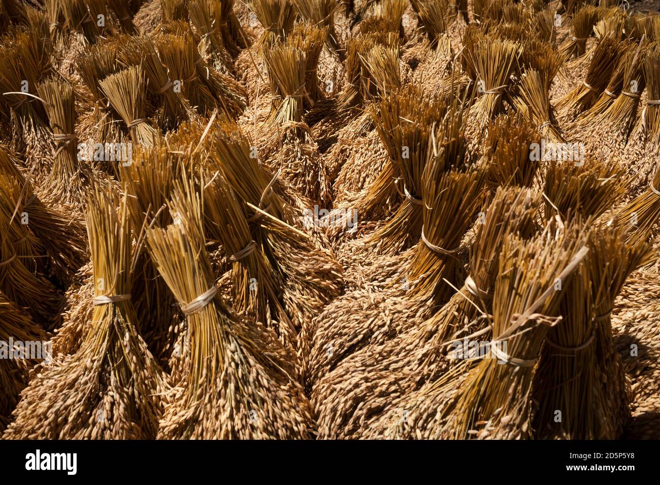 Primo piano orizzontale di un sacco di grappoli dorati di orecchie di riso che si asciugano al sole, Tana Toraja, Sulawesi, Indonesia Foto Stock