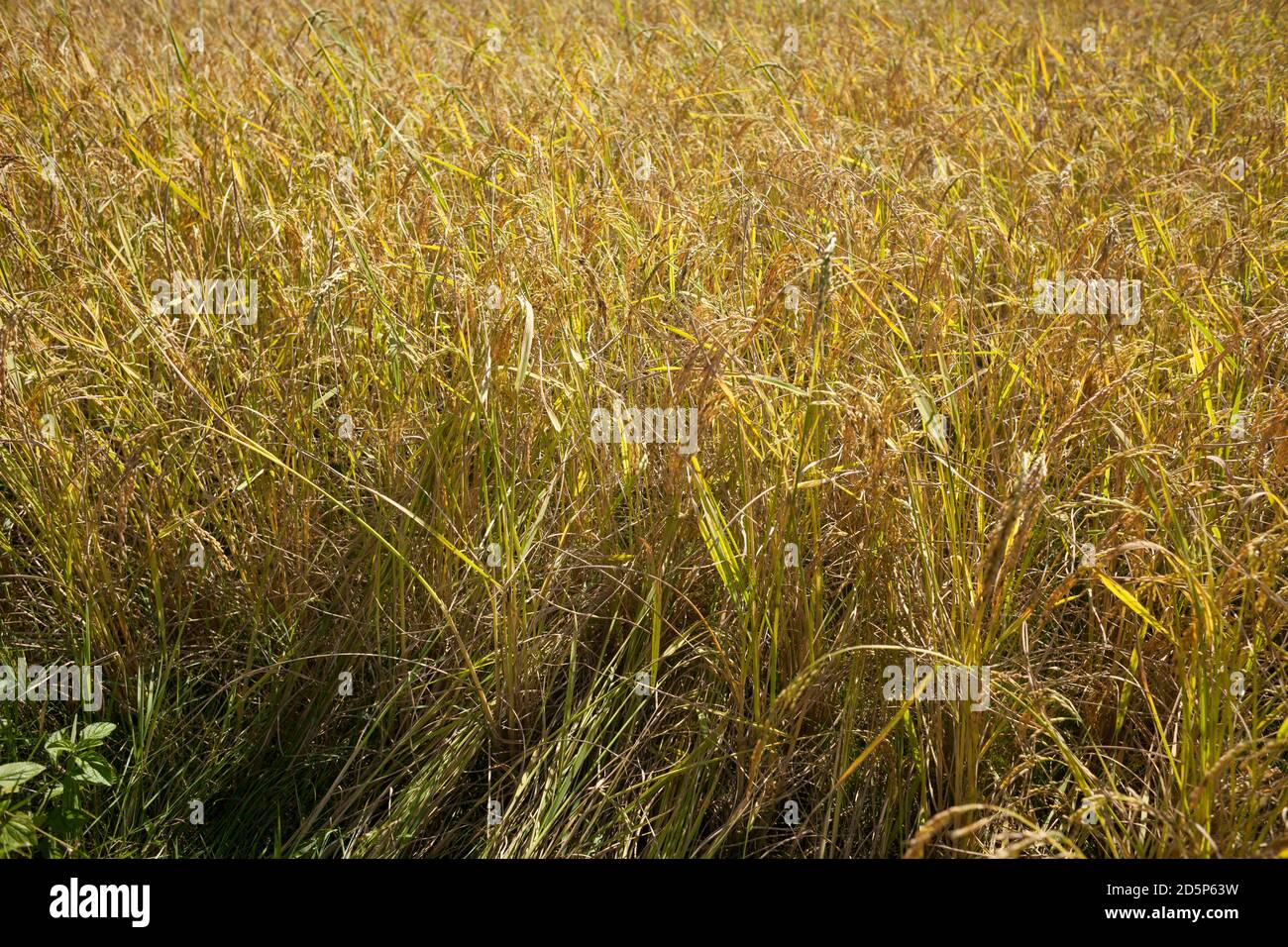 Vista orizzontale di un campo di riso dorato in estate, Tana Toraja, Sulawesi, Indonesia Foto Stock