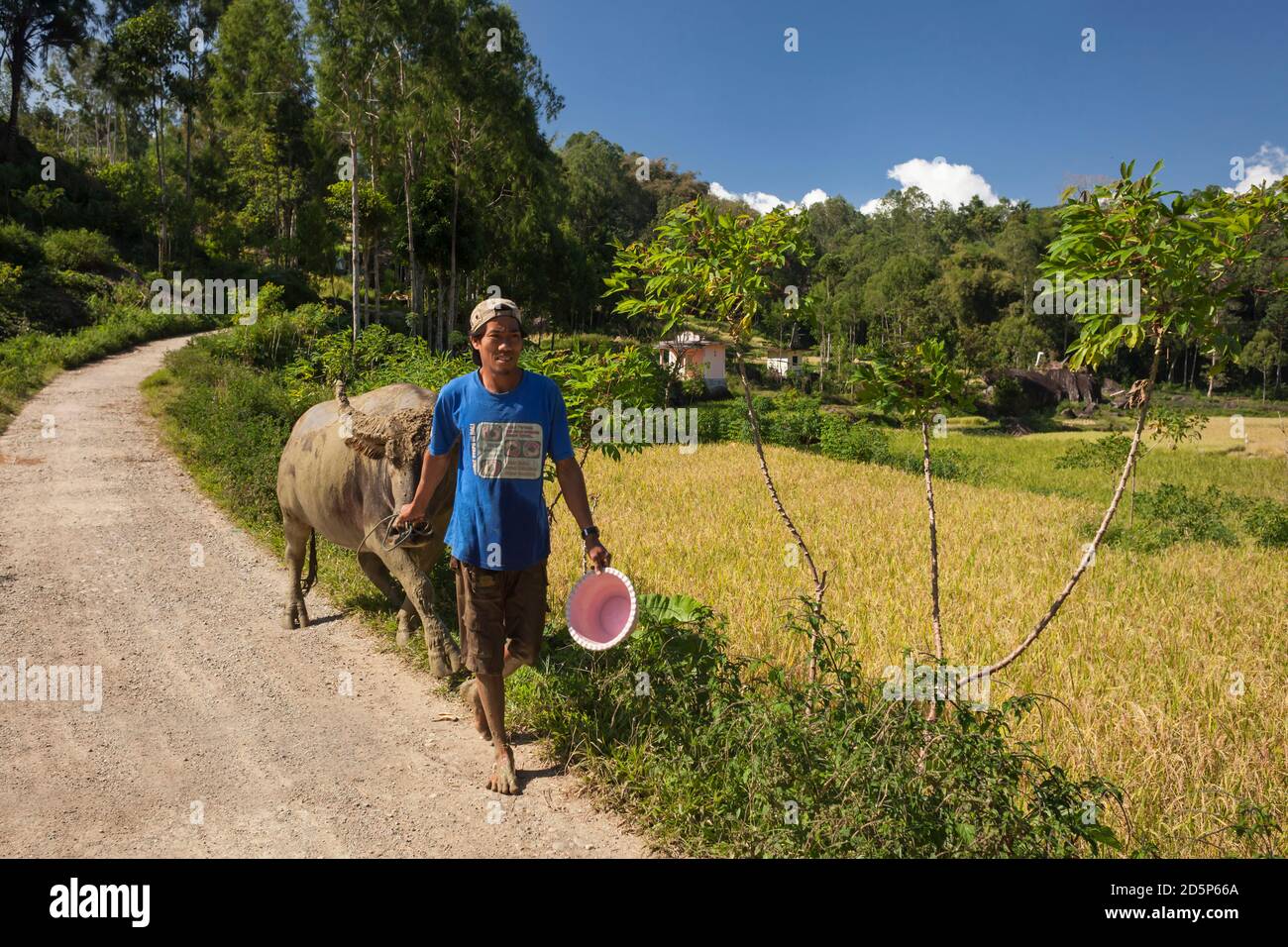 Colpo orizzontale di un giovane a piedi nudi che porta un bufalo d'acqua attraverso un sentiero di campagna vicino a un campo di riso, Tana Toraja, Sulawesi, Indonesia Foto Stock Colpo orizzontale di un giovane a piedi nudi che porta un bufalo d'acqua attraverso un sentiero di campagna vicino a un campo di riso, Tana Toraja, Sulawesi, Indonesia Foto Stock