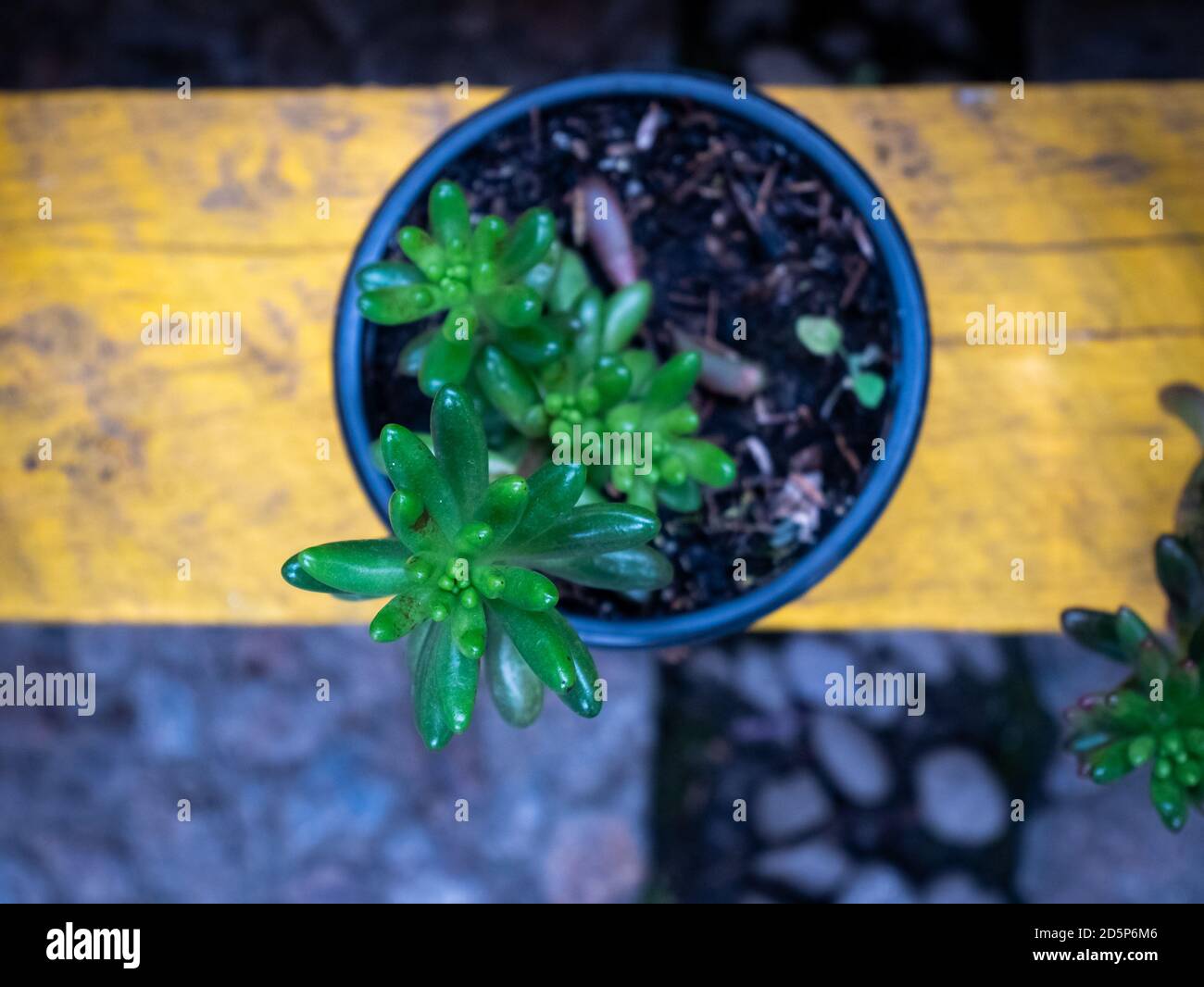 Fagioli di gelatina (Sedum rubrotinctum) in un Pot Foto Stock Fagioli di gelatina (Sedum rubrotinctum) in un Pot Foto Stock