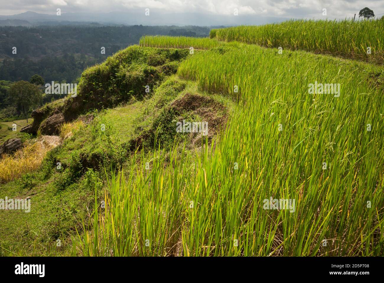 Vista panoramica su alcuni bellissimi campi di riso terrazzati Torajan verdi, Tana Toraja, Sulawesi, Indonesia Foto Stock