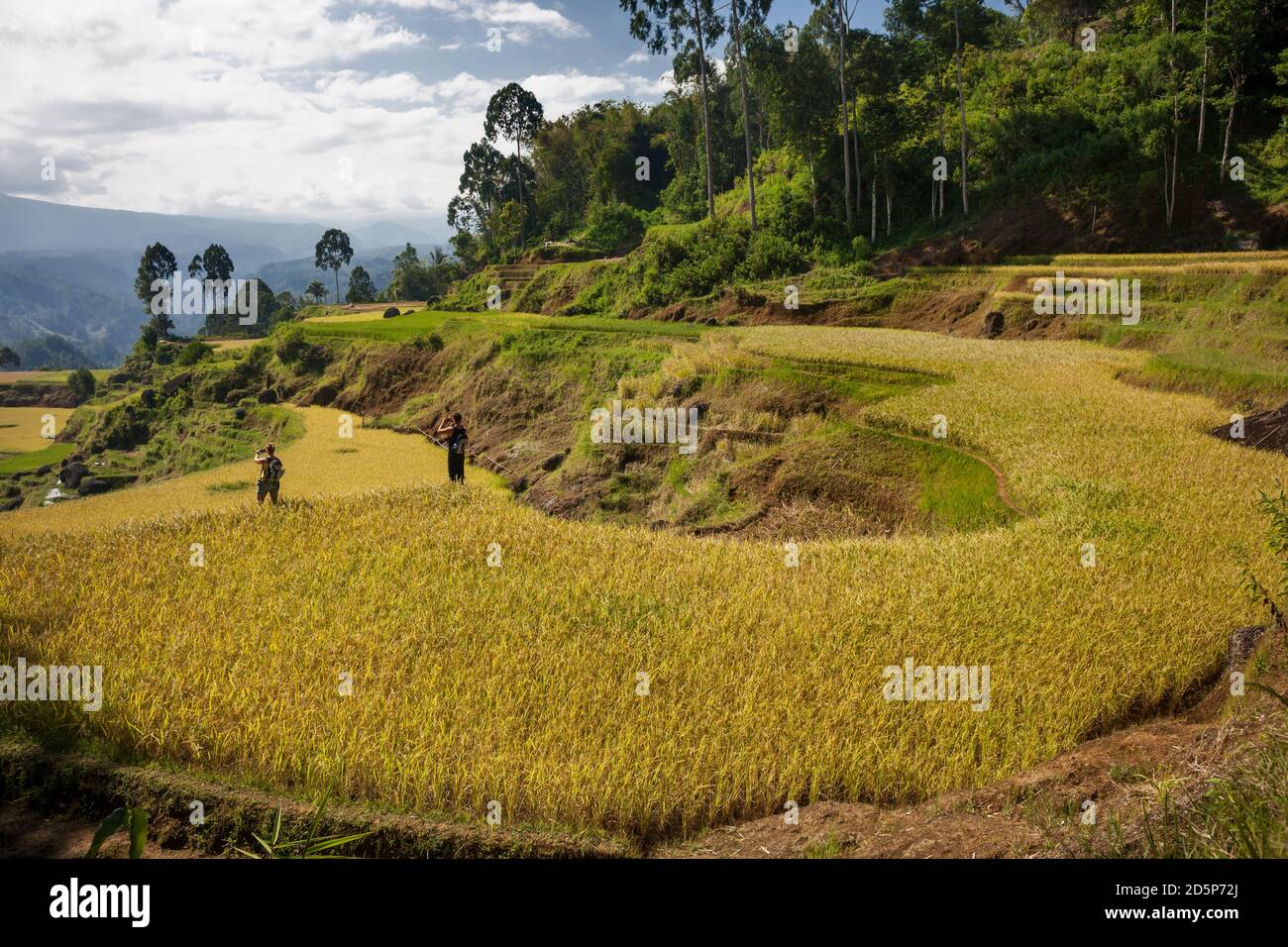 Vista panoramica di due turisti scattando foto del bellissimo paesaggio dei campi di riso terrazzati Torajan, Tana Toraja, Sulawesi, Indonesia Foto Stock