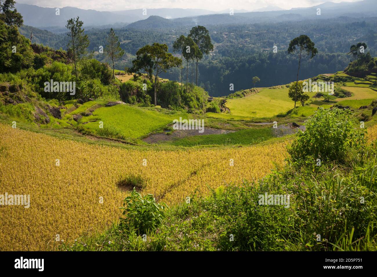 Vista panoramica di alcuni bellissimi campi di riso terrazzati Torajan, Tana Toraja, Sulawesi, Indonesia Foto Stock