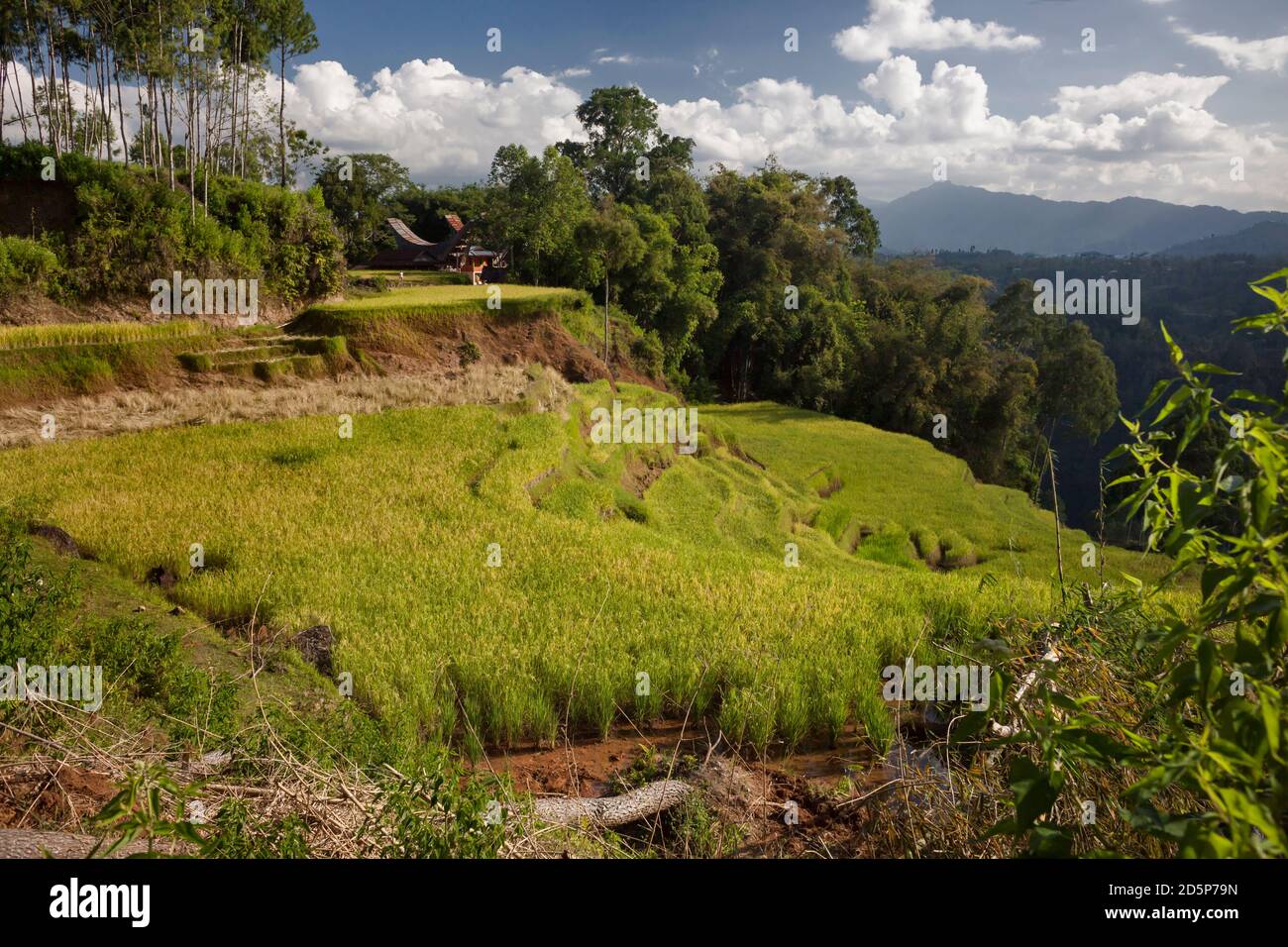 Vista panoramica di alcuni bellissimi campi di riso a schiera Torajan, Tana Toraja, Sulawesi, Indonesia – 23 agosto 2014: Foto Stock