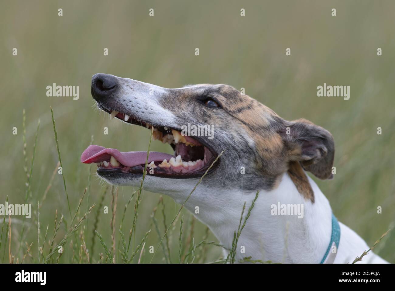Sorridi cucciolo bianco e ravviva pantaloni levrieri tra l'erba in un campo per raffreddare dopo aver giocato. Emozione felice con uno sfondo semplice per lo spazio di copia. Foto Stock