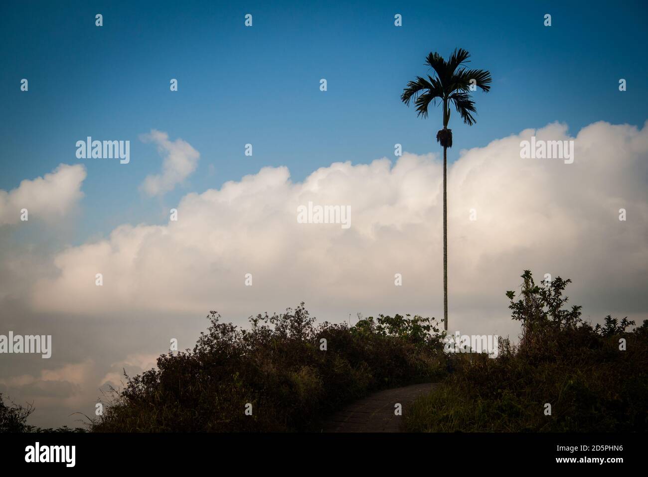 Un'alta palma sulla Campuhan Ridge Walk a Ubud, Bali Foto Stock