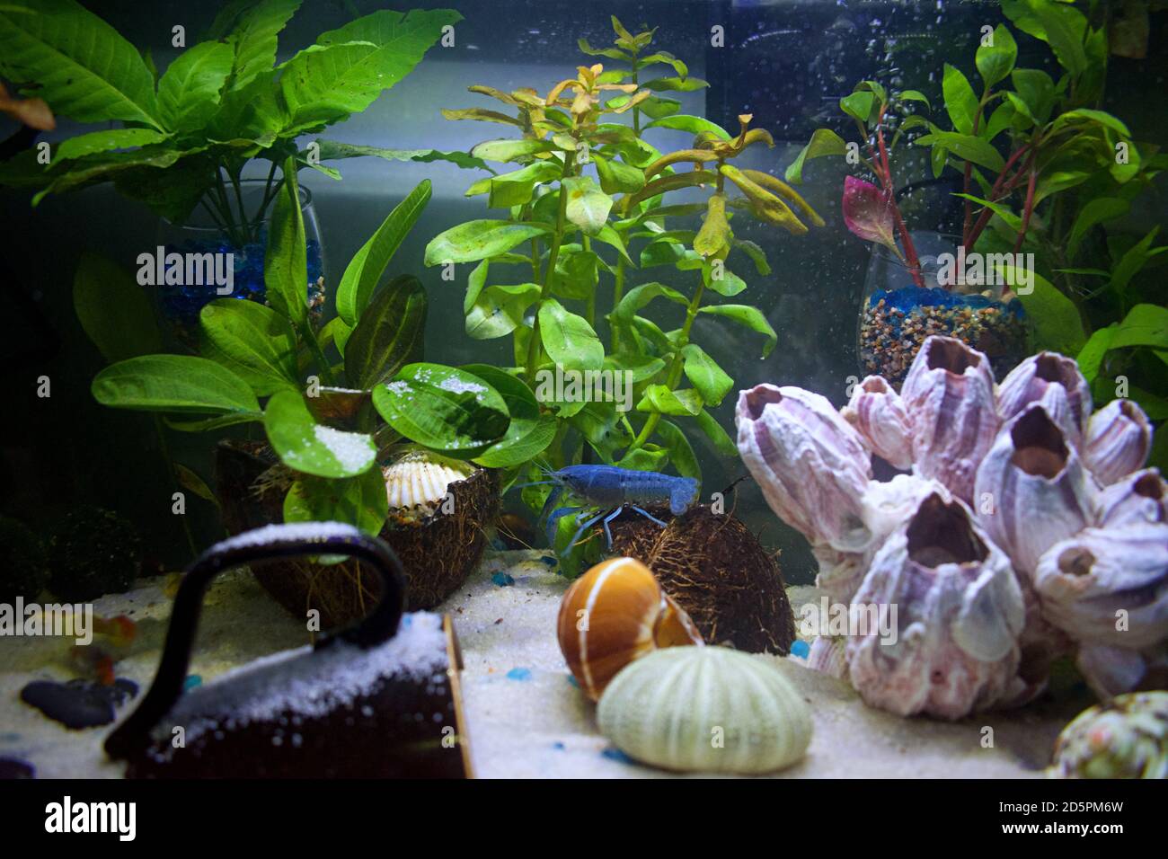 20 galloni, con piante vive, lumache e gamberi Foto Stock
