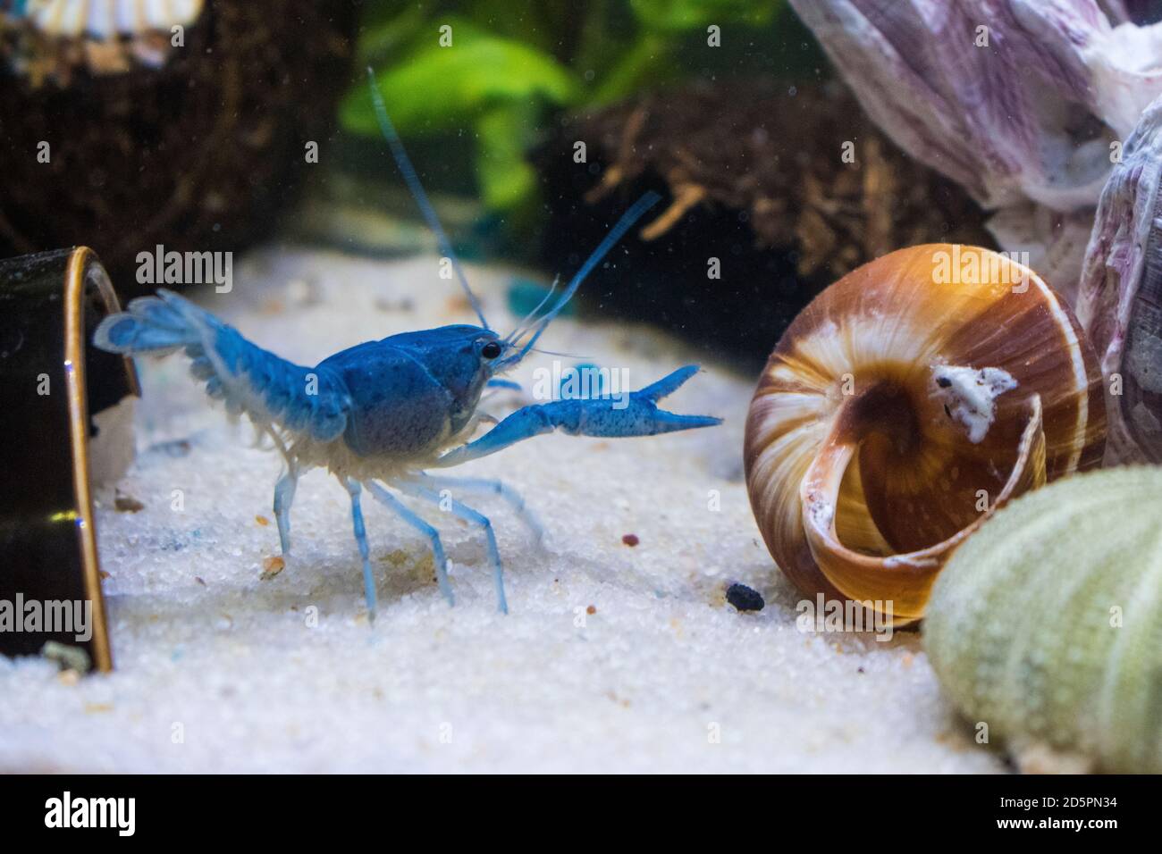 Primo piano su gamberi blu in un acquario con sabbia, struttura di granai e guscio di lumaca. Foto Stock