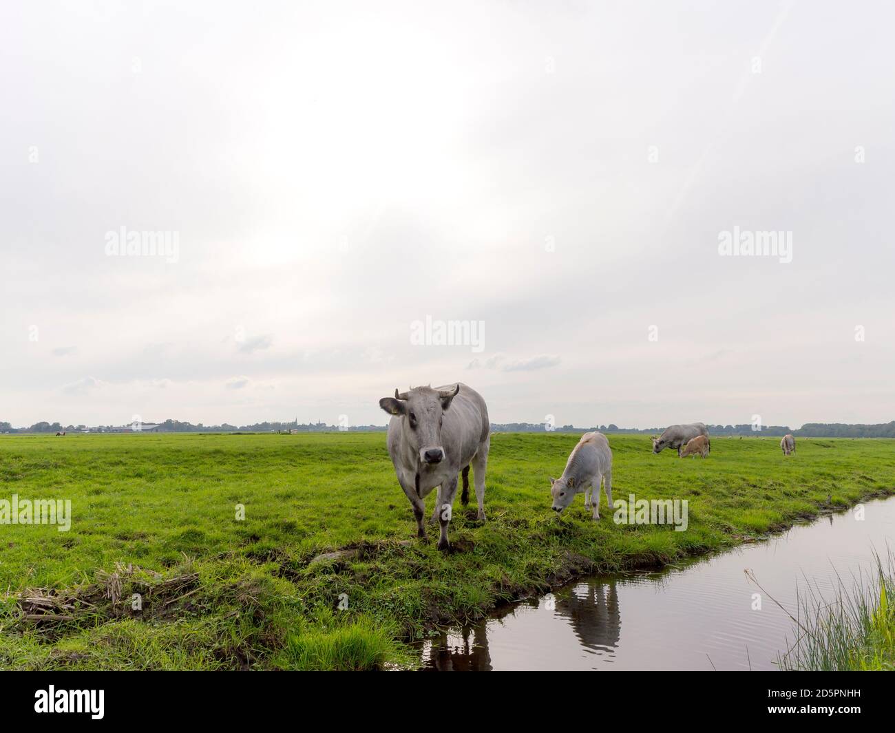 Una mucca di guascone e vitello Foto Stock