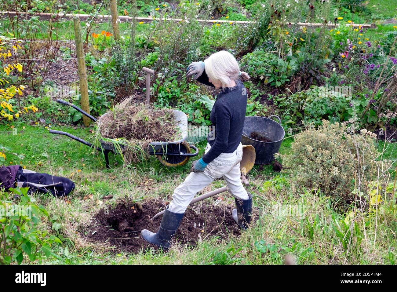 Donna anziana sarchiatura scavando per piantare un arbusto in giardino in autunno con carriola piena di erbacce Carmarthenshire Galles UK KATHY DEWITT Foto Stock