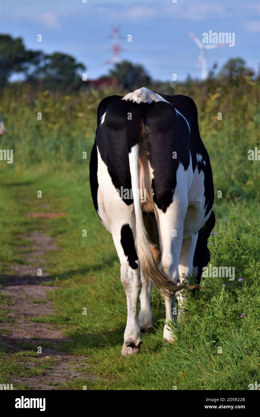 Mucca bianca e nera da dietro Foto Stock