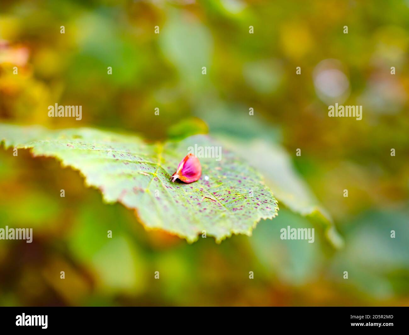 Seme caduto sulla superficie delle foglie dettaglio closeup macro primo piano Foto Stock