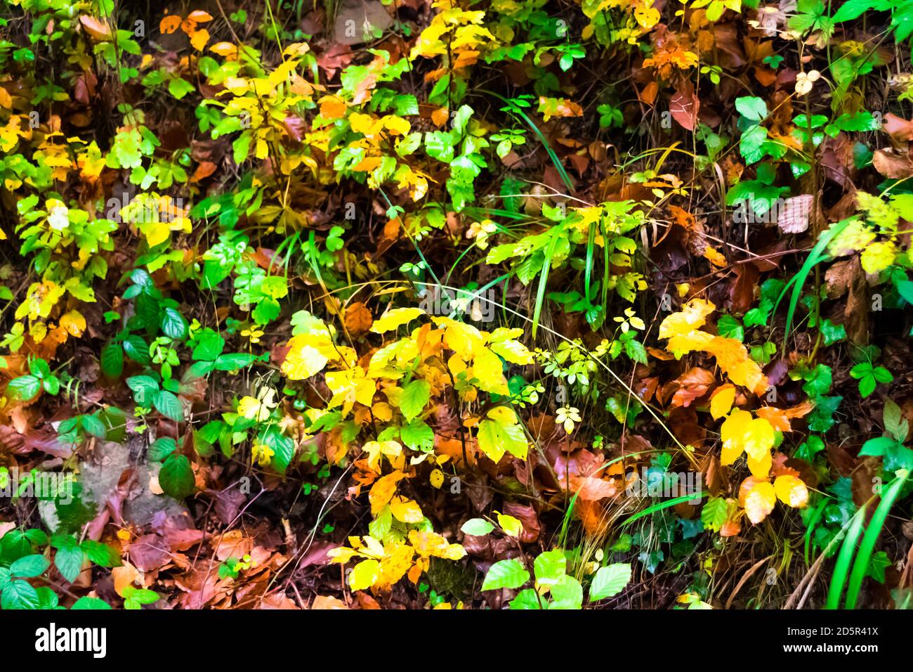 Paesaggio autunnale nella foresta di la Fageda de Grevolosa, la Garottxa Foto Stock