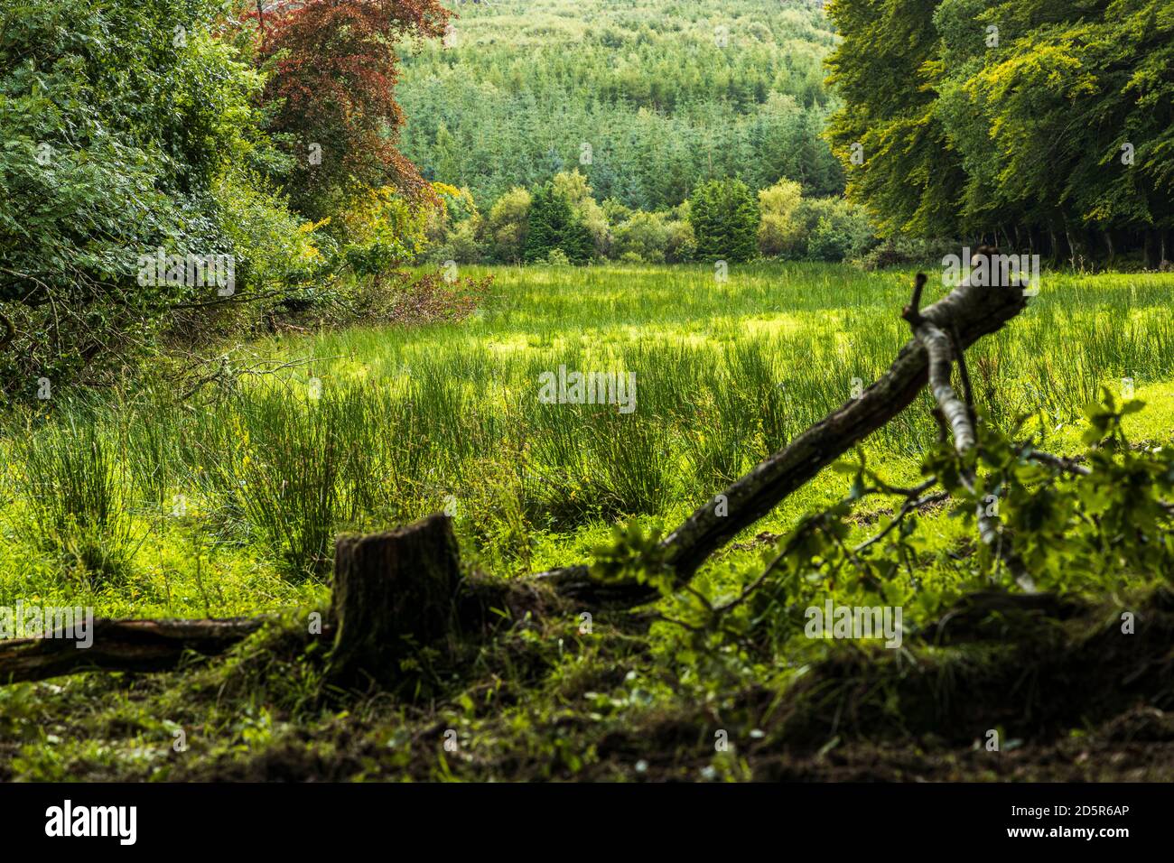 Marsh terra, campi verdi e campagna rurale a Ballycuggarran, County Clare, Irlanda Foto Stock