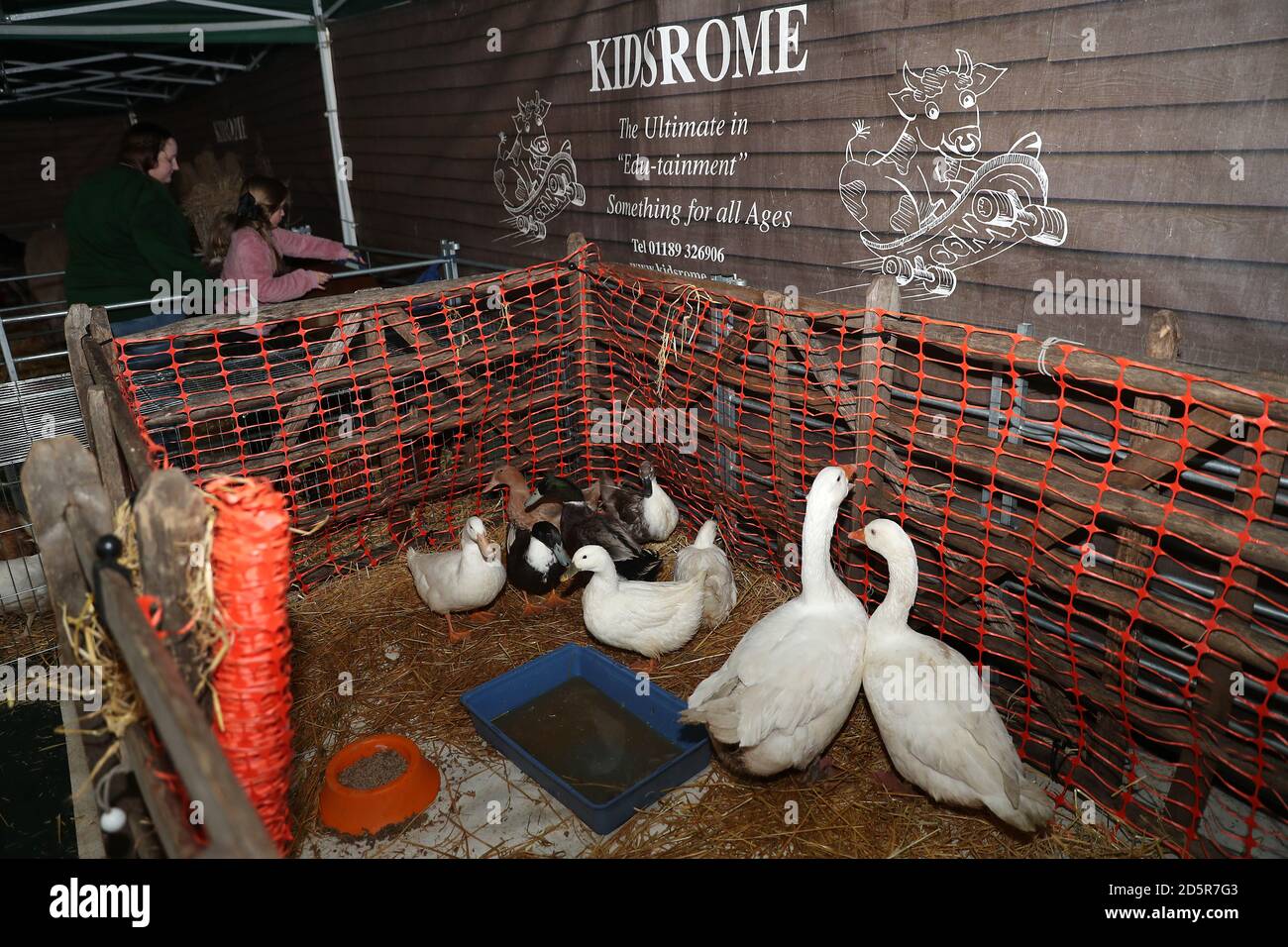 Cigni e anatre nella Family Fun zone di Cheltenham Ippodromo Foto Stock