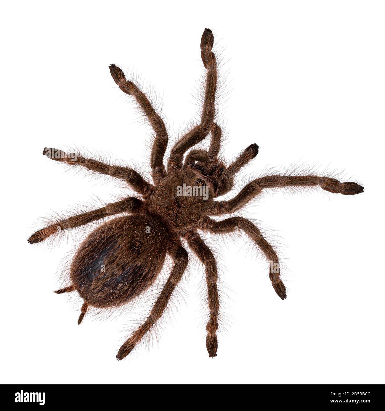 Vista dall'alto della tarantula bionda brasiliana pre-molt aka Nhandu tripepii. Isolato su sfondo bianco. Foto Stock