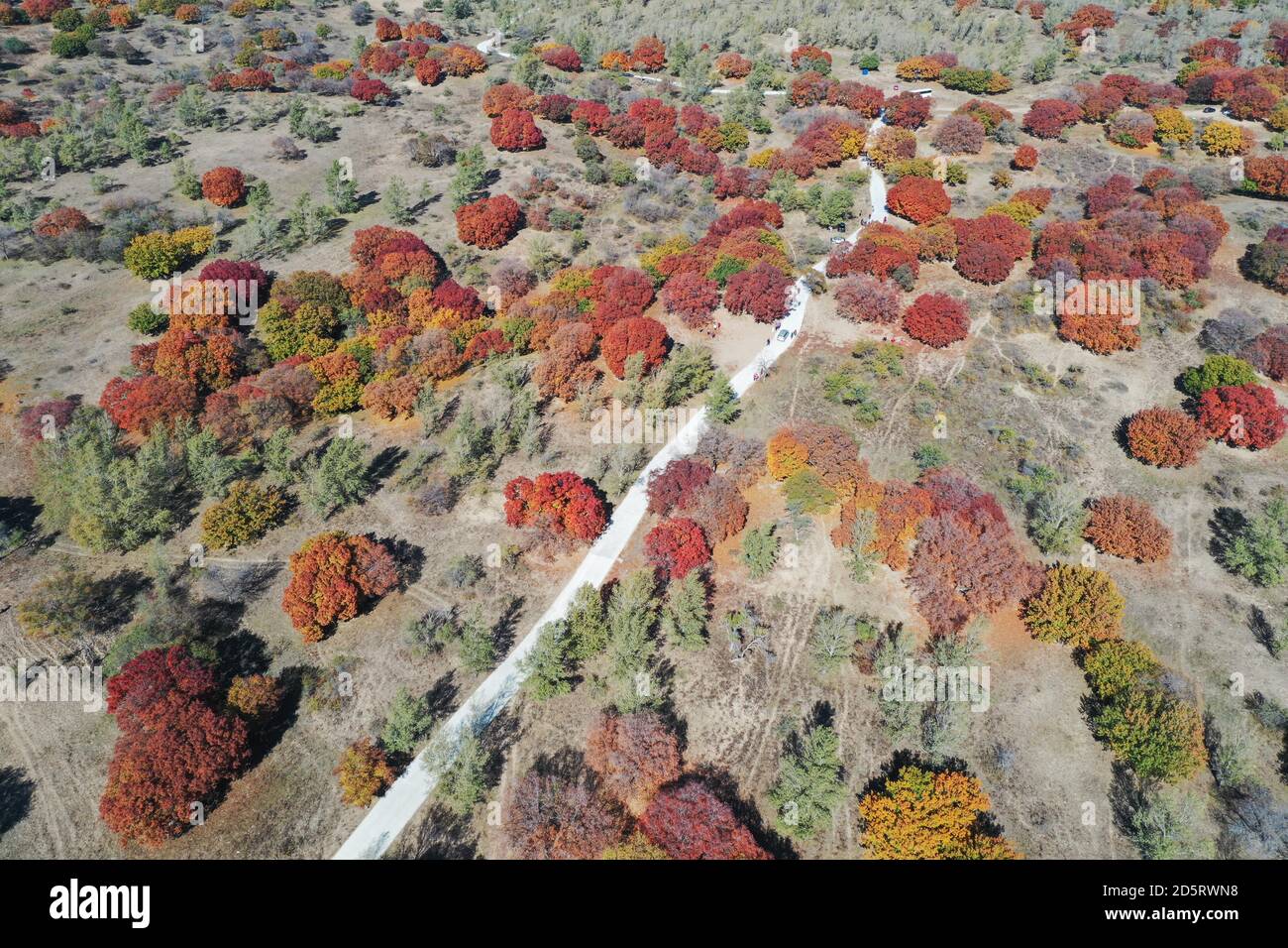 Tongliao. 14 ottobre 2020. Foto aerea scattata il 14 ottobre 2020 mostra una vista in un parco forestale con alberi di acero in Horqin ala sinistra Banner posteriore della regione Autonoma della Mongolia interna della Cina del nord. Credit: Li Zhippeng/Xinhua/Alamy Live News Foto Stock