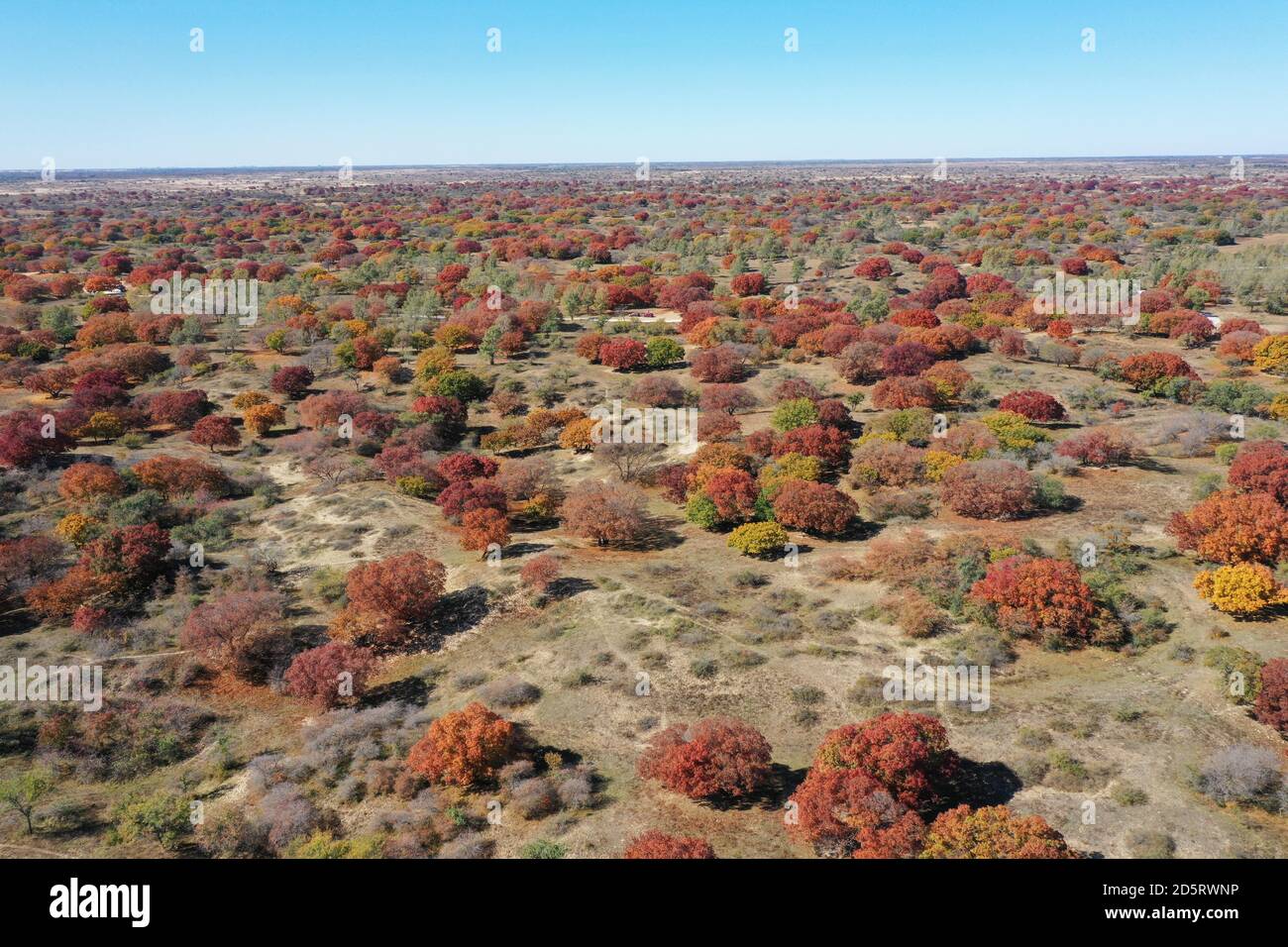 Tongliao. 14 ottobre 2020. Foto aerea scattata il 14 ottobre 2020 mostra una vista in un parco forestale con alberi di acero in Horqin ala sinistra Banner posteriore della regione Autonoma della Mongolia interna della Cina del nord. Credit: Li Zhippeng/Xinhua/Alamy Live News Foto Stock