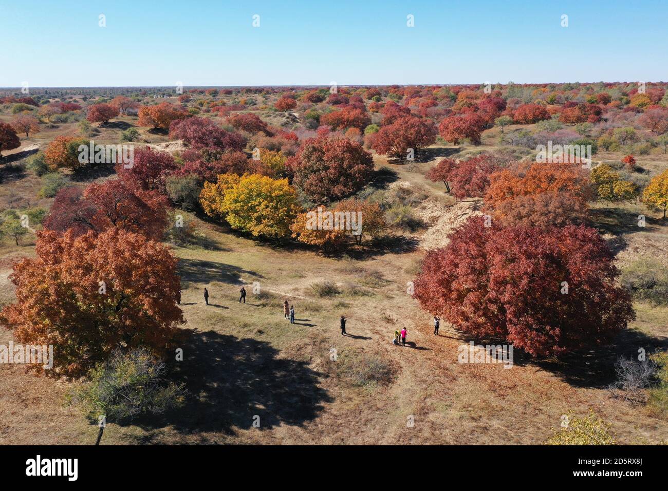 Tongliao. 14 ottobre 2020. La foto aerea scattata il 14 ottobre 2020 mostra ai visitatori che osservano alberi di acero in un parco forestale nell'ala sinistra di Horqin Banner posteriore della regione Autonoma della Mongolia interna della Cina del nord. Credit: Li Zhippeng/Xinhua/Alamy Live News Foto Stock