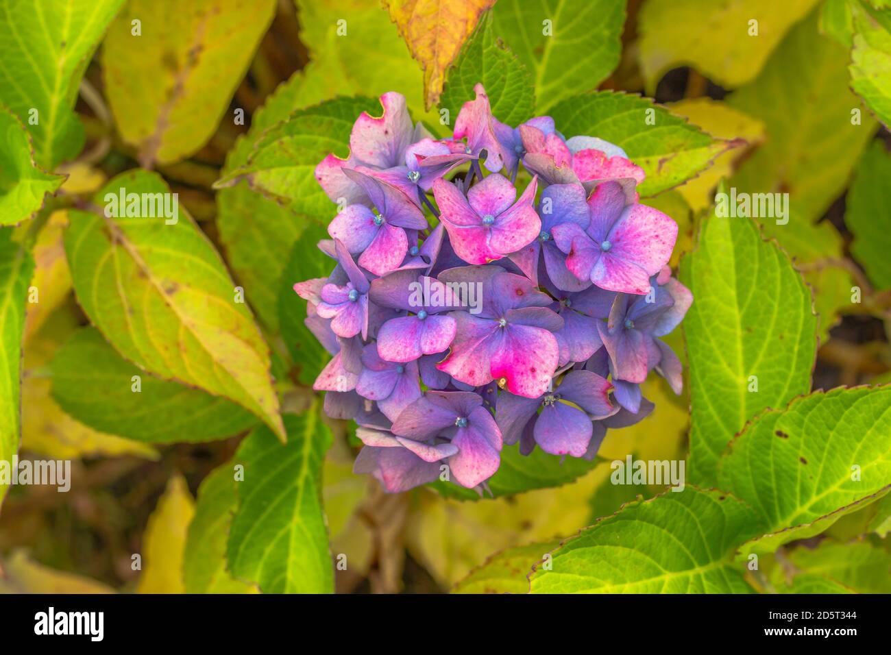 Fiore rosa porpora di Hydrangea (Hydrangea macrophylla). Fiori estivi in giardino. Macchia colorata di hortensia. Primo piano di Hortensia flower. Foto Stock