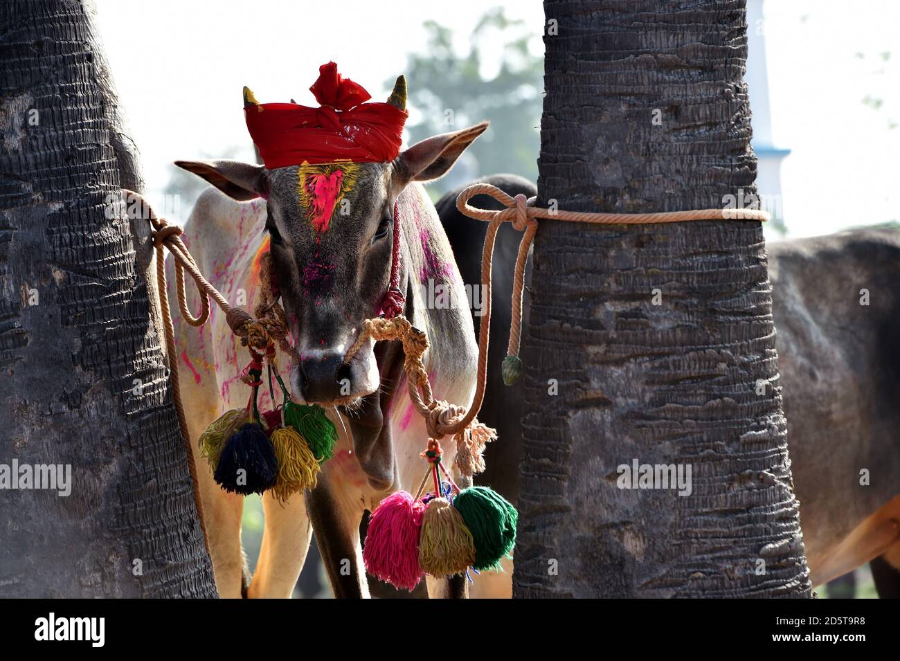 Ritratto di un Jallikattu Bull.Bull combattimenti è tenuto in Villaggi di Tamil Nadu come parte del raccolto festival, south Indian Village Jallikattu bull Foto Stock