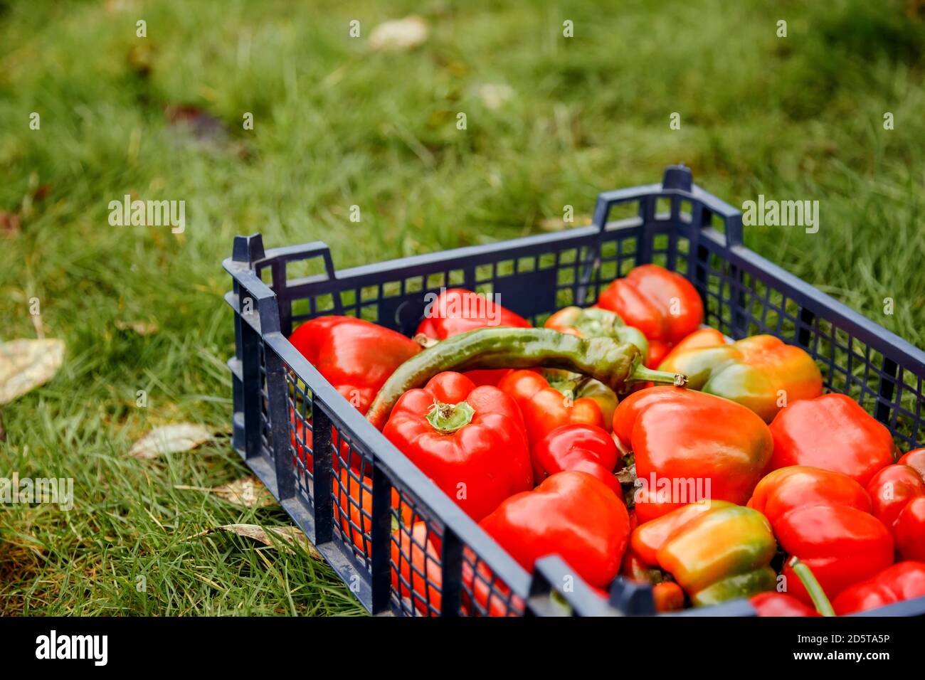 Raccolto fattoria di peperoni dolci colorati, sfondo naturale. Foto Stock