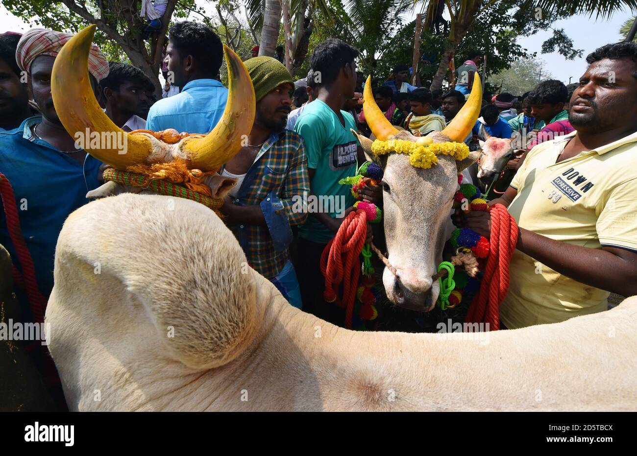 Ritratto di un Jallikattu Bull.Bull combattimenti è tenuto in Villaggi di Tamil Nadu come parte del raccolto festival, south Indian Village Jallikattu bull Foto Stock