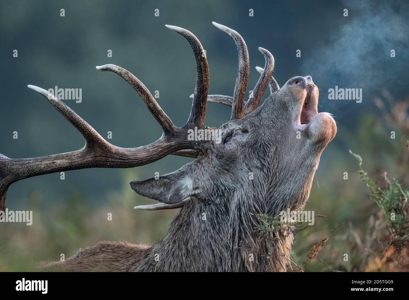 Alitosi del respiro cattivo della mattina presto Foto Stock