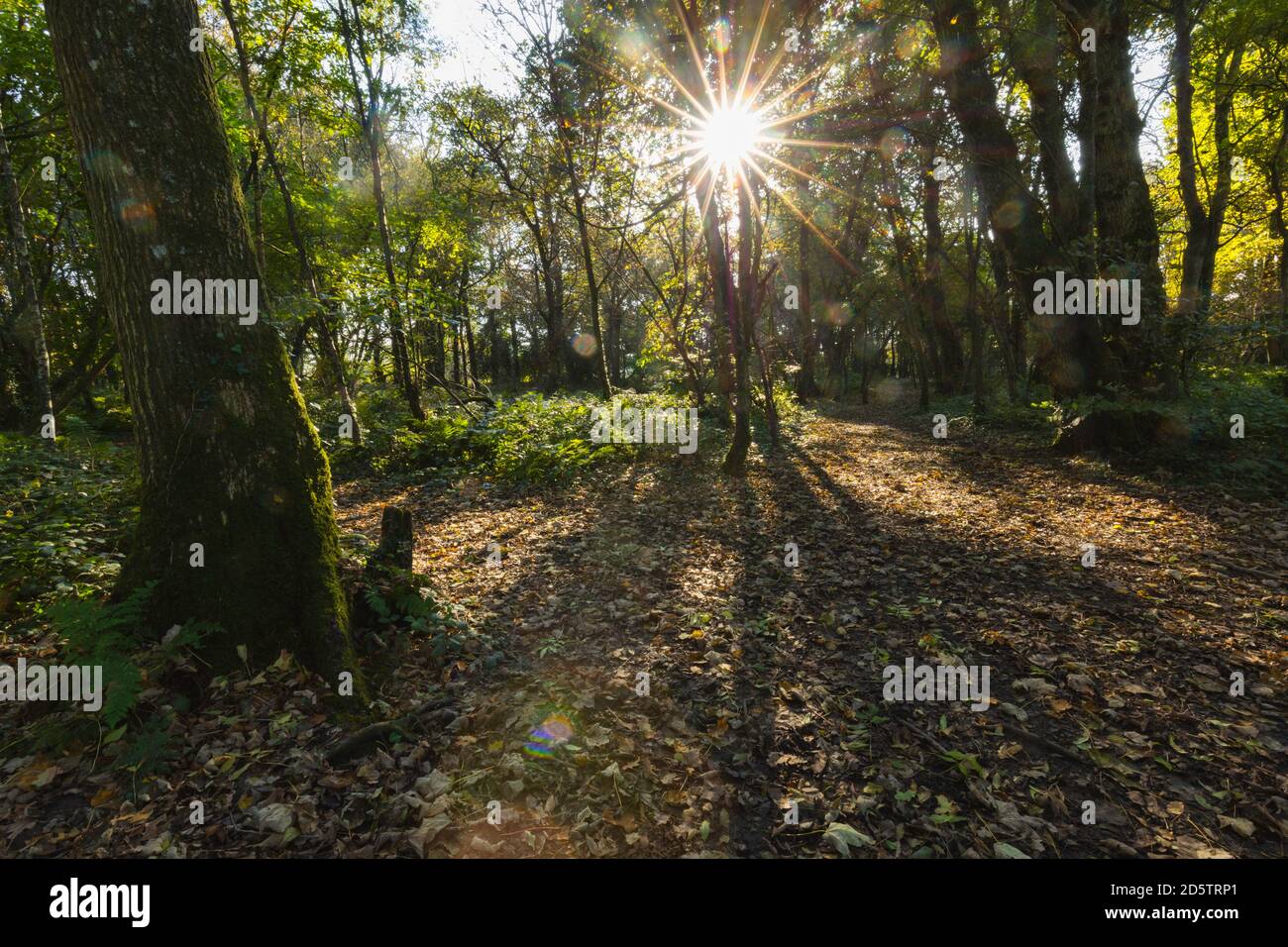 Il sole autunnale splende su un sentiero in boschi misti nel Galles. Foto Stock