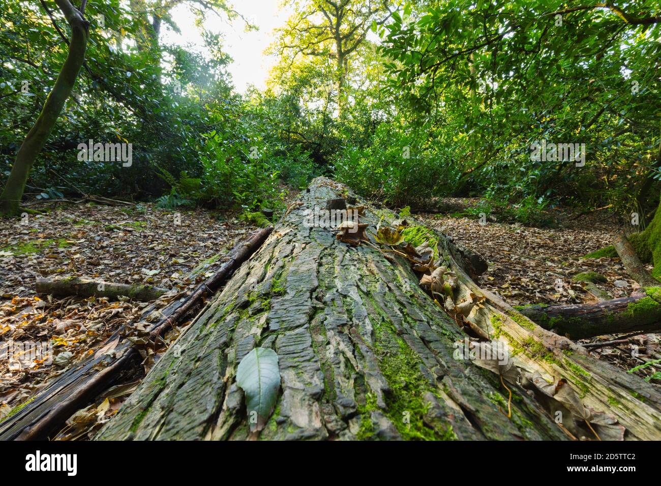 Tronco di albero caduto a Pembrokeshire, Galles. Foto Stock