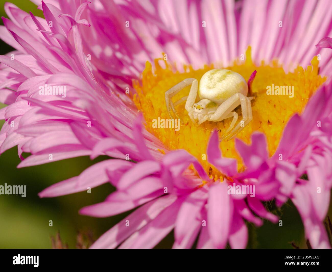 Ragno di granchio Misumena vatia su Erigeron Daisy Foto Stock