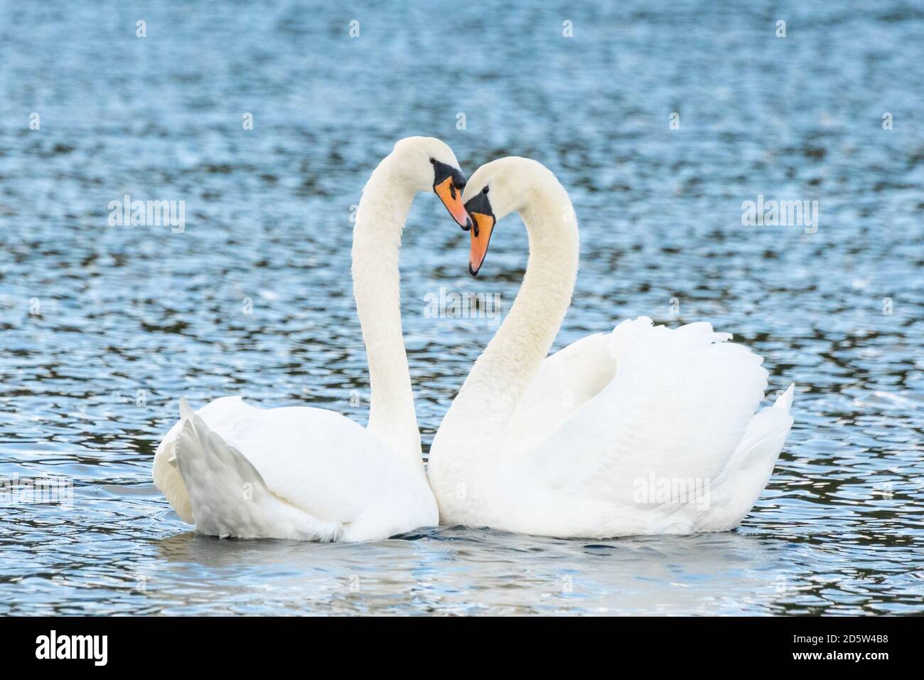 Mute coppia di cigni che si legano su un lago con i loro colli che formano la forma del cuore. Amore, affetto, legame, compagno per la vita, fiducia, compagno, bellezza, uccelli, animale Foto Stock