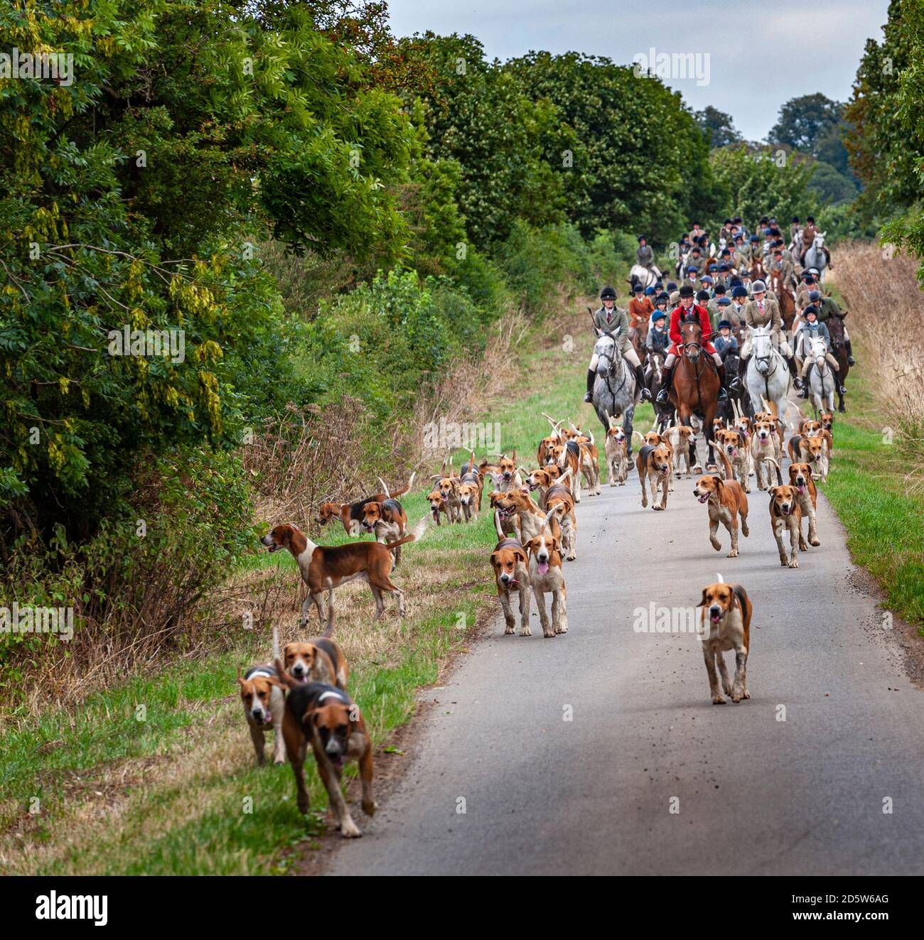 Harston, Grantham, Lincolnshire - il Belvoir Hounds, fuori per l'esercitazione montata del hound del mattino Foto Stock