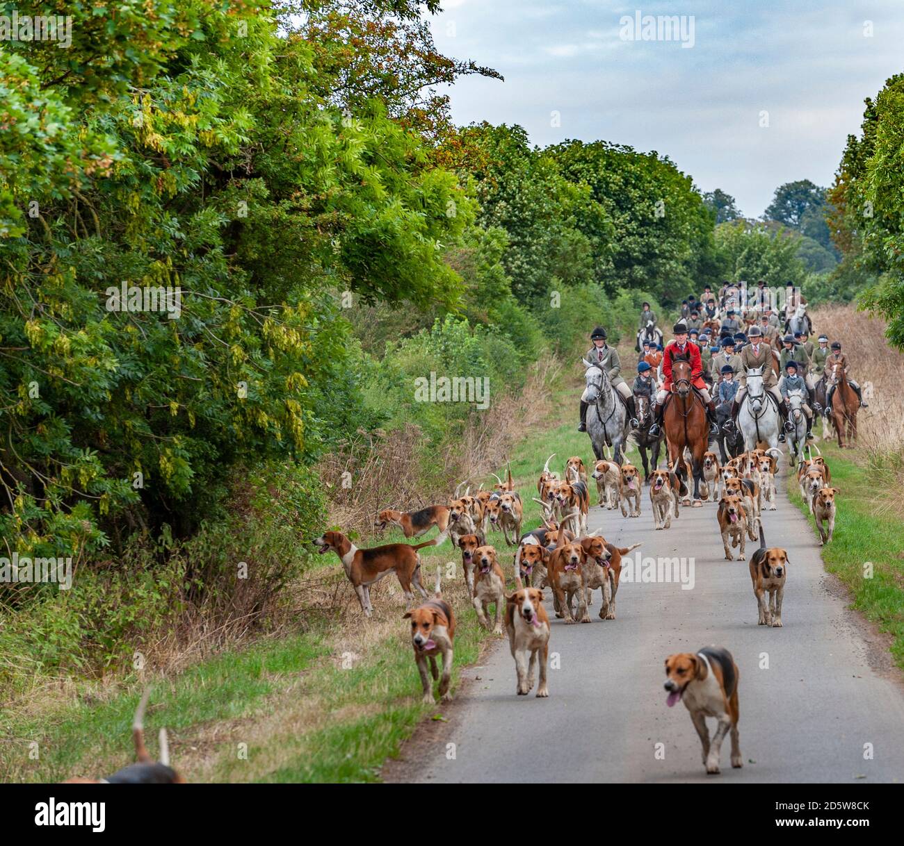 Harston, Grantham, Lincolnshire - il Belvoir Hounds, fuori per l'esercitazione montata del hound del mattino Foto Stock