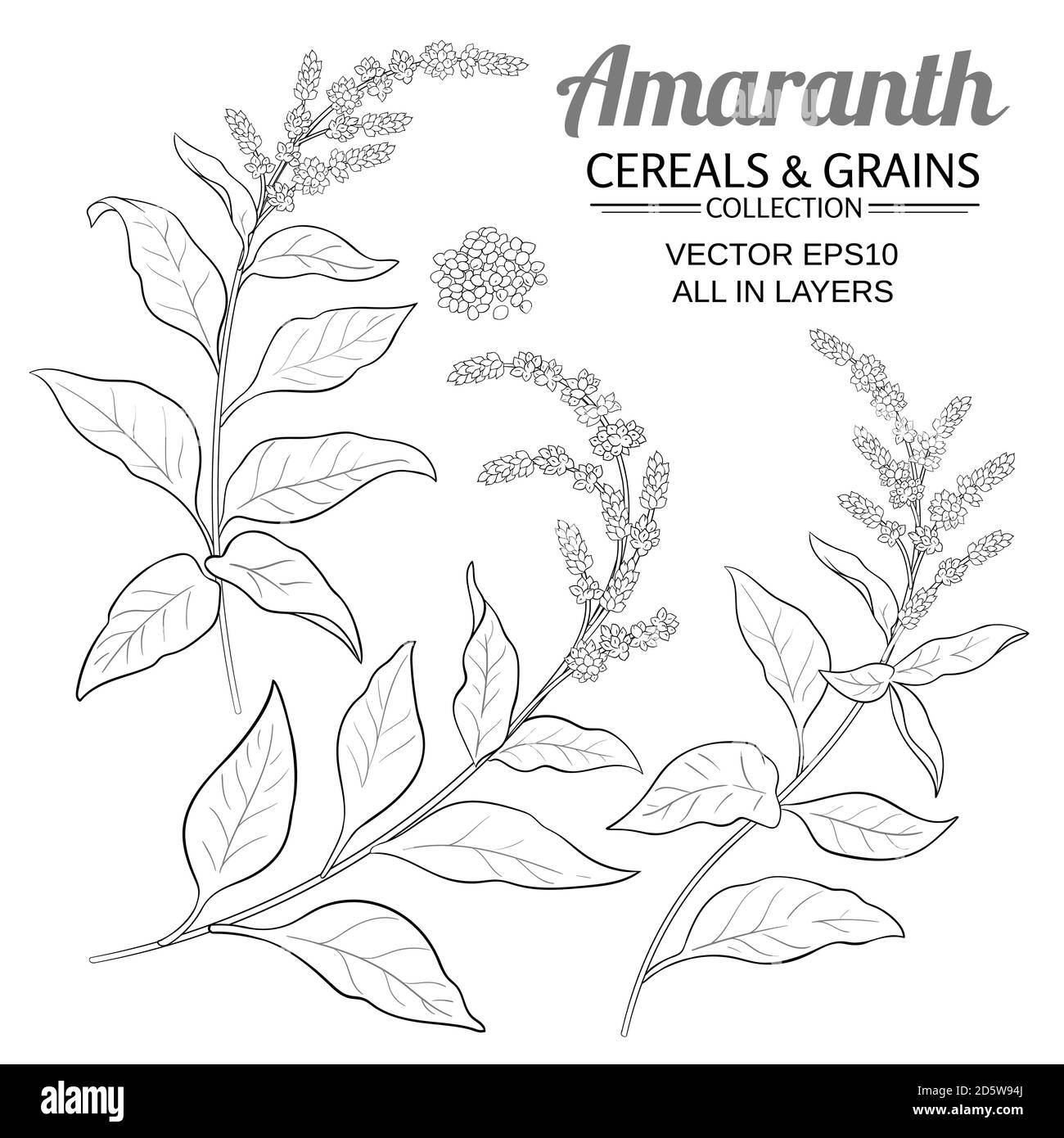 set vettoriale amaranth Illustrazione Vettoriale