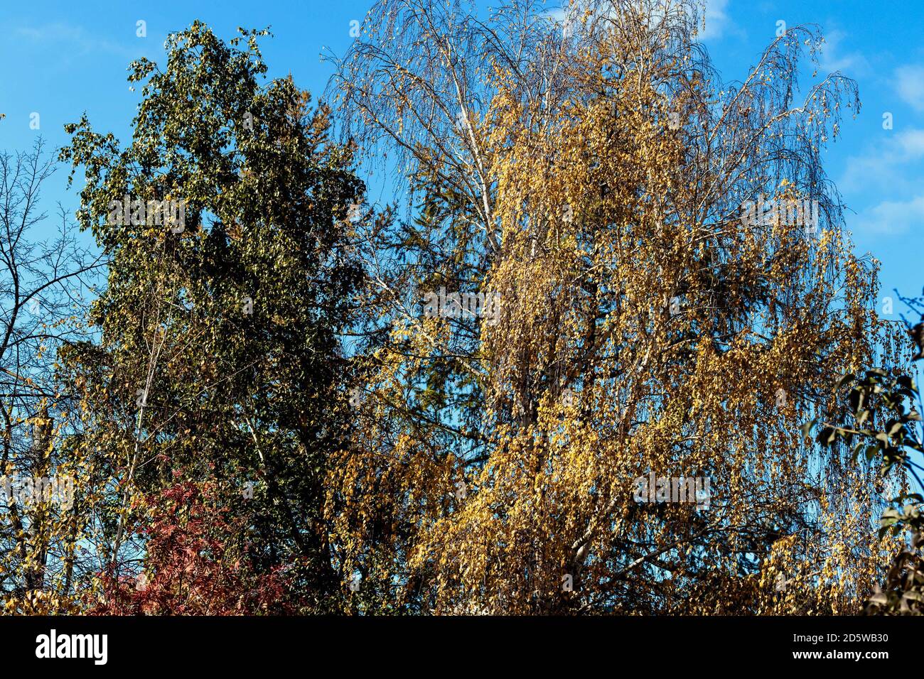 Nel parco crescono splendidi alberi di colori e sfumature diverse. Foto Stock